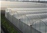 vegetable multi pan green house